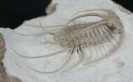 Boedaspis-trilobite1